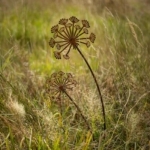 Gartenstecker Pusteblume